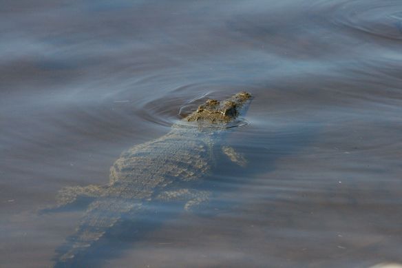 Crocodile - even when they're heading the other way, you get a bit of adrenaline!