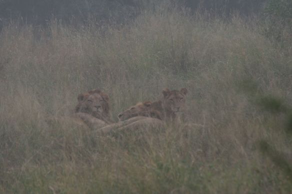 Lions waking up but sitll watching us as we stopped to watch them.