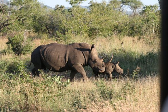 Momma and baby rhino.